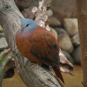 World of Birds - Blue-headed Wood-Dove