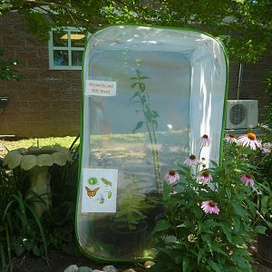 World of Birds - Temporary Monarch Butterfly Exhibit