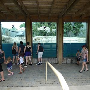 Grey Seal/Harbor Seal Exhibit, Arctic Encounter - July 2021