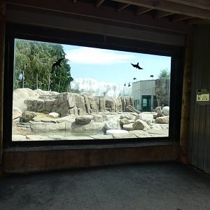 Polar Bear Exhibit, Arctic Encounter - July 2021