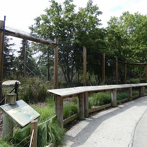 Gray Wolf Exhibit, Arctic Encounter - July 2021