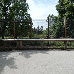 Gray Wolf Exhibit, Arctic Encounter - July 2021