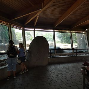 Grizzly Exhibit, Tembo Trail - July 2021