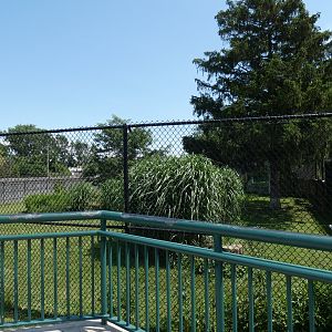 Dingo Exhibit - July 2021