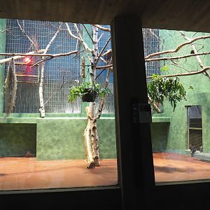 Small monkey house - Second Golden-headed lion tamarin exhibit, 2021-06-12