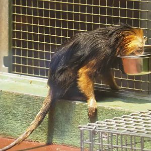 Drinking Golden-headed lion tamarin (Leontopithecus chrysomelas), 2021-06-12