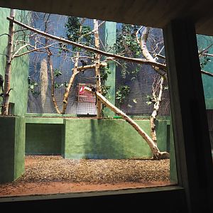 Small monkey house - Goeldi's marmoset exhibit, 2021-06-12
