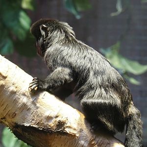 Goeldi's marmoset (Callimico goeldii), 2021-06-12