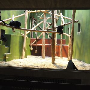 Small monkey house - First Colombian black spider monkey indoor exhibit, 2021-06-12
