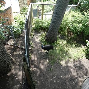 Cassowary Crossing - July 2021