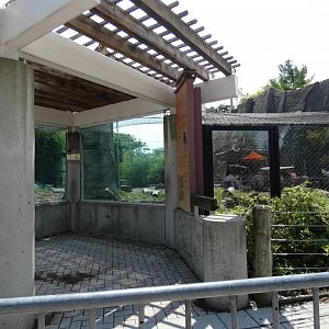 Tiger Exhibit, Tiger Terrance - July 2021