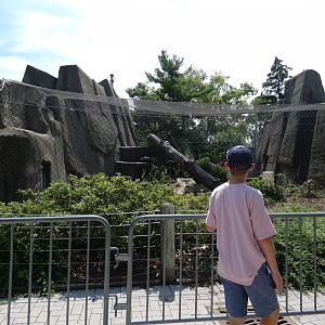 Tiger Exhibit, Tiger Terrance - July 2021