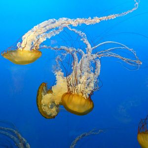 Pacific Sea Nettle, Aquarium - July 2021