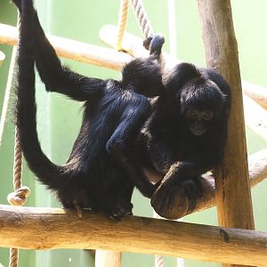 Colombian black spider monkeys (Ateles fusciceps rufiventris), 2021-06-12