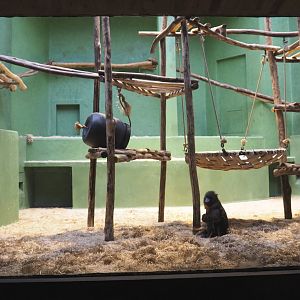 Small monkey house - First Mandrill indoor exhibit, 2021-06-12