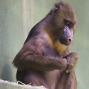 Mandrill (Mandrillus sphinx), 2021-06-12