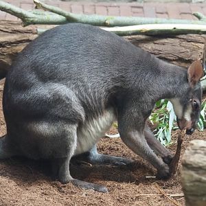 Dusky pademelon (Thylogale brunii), 2021-06-12
