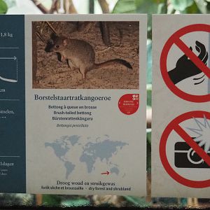 Western brush-tailed bettong signage (New species in the marsupial house), 2021-06-12