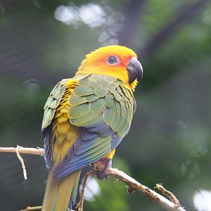 Sun conure (Aratinga solstitialis), 2021-06-12