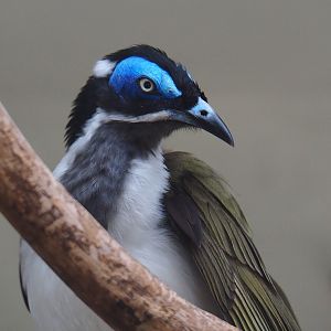 Blue-faced honeyeater (Entomyzon cyanotis), 2021-06-12