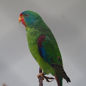 Swift parrot (Lathamus discolor), 2021-06-12