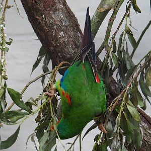 Swift parrot (Lathamus discolor), 2021-06-12