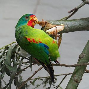 Swift parrot (Lathamus discolor), 2021-06-12