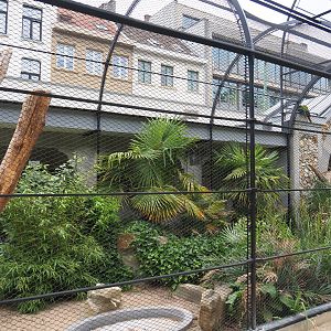 Mexican military macaw, Blue-headed macaw and Red-billed curassow aviary, 2021-06-12