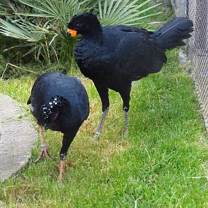 Red-billed curassow pair (Crax blumenbachii), 2021-06-12