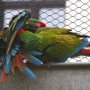 Mexican military macaws (Ara militaris mexicana), 2021-06-12