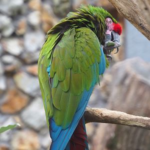 Mexican military macaw (Ara militaris mexicana), 2021-06-12