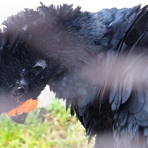 Male Red-billed curassow (Crax blumenbachii), 2021-06-12