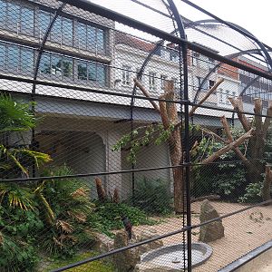 Hyacinth macaw and Chestnut-eared aracari aviary, 2021-06-12