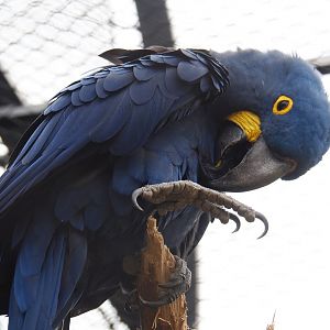 Hyacinth macaw (Anodorhynchus hyacinthinus), 2021-06-12