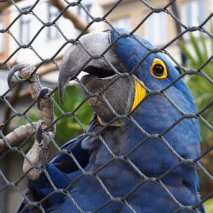 Hyacinth macaw (Anodorhynchus hyacinthinus), 2021-06-12
