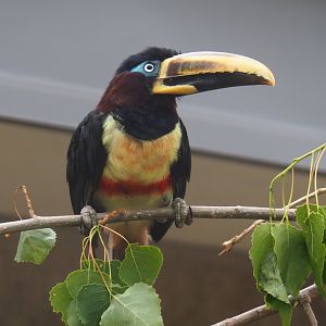Chestnut-eared aracari (Pteroglossus castanotis), 2021-06-12