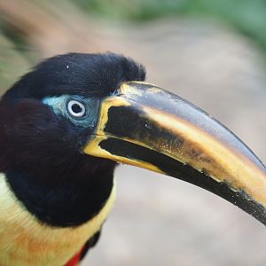 Chestnut-eared aracari (Pteroglossus castanotis), 2021-06-12