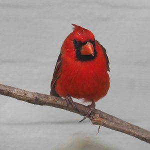Male Northern cardinal (Cardinalis cardinalis), 2021-06-12