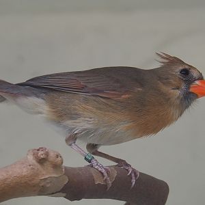 Female Northern cardinal (Cardinalis cardinalis), 2021-06-12