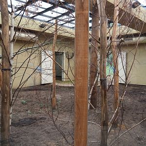 Okapi and red duiker indoor exhibit, 2021-06-12