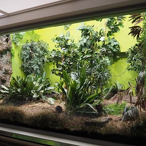 Black-and-rufous elephant shrew exhibit, 2021-06-12