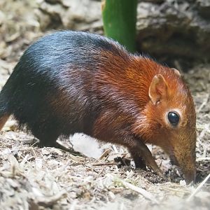 Black-and-rufous elephant shrew (Rhynchocyon petersi), 2021-06-12