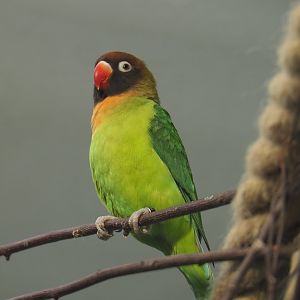 Black-cheeked lovebird (Agapornis nigrigenis), 2021-06-12
