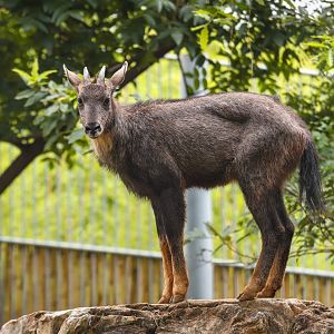 Qinling Panda Breeding Research Center - Chinese goral