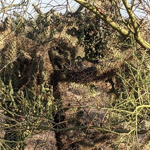 White winged dove (Zenaida asiatica) nesting in Chain fruit cholla (Cylindropuntia fulgida)