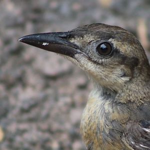 Boat-tailed Grackle