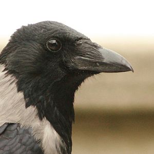 Hooded Crow