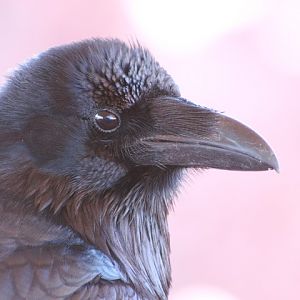 Common Raven