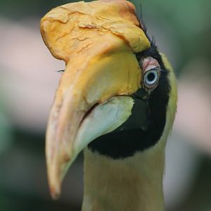 Great Hornbill