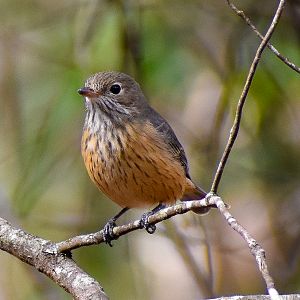Rufous Whistler (Pachycephala rufiventris)